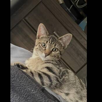 Sansa -  Domestic Short Hair and Tabby Cat for Adoption in Omaha, Nebraska - Sansa | PetCurious