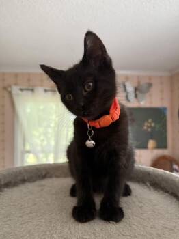 Rescue Domestic Medium Hair Cats for Adoption in Clarksville, Tennessee - Rosa | PetCurious
