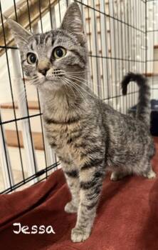 Domestic Short Hair Cats Available for Adoption in Pawleys Island, South Carolina - Jessa | PetCurious
