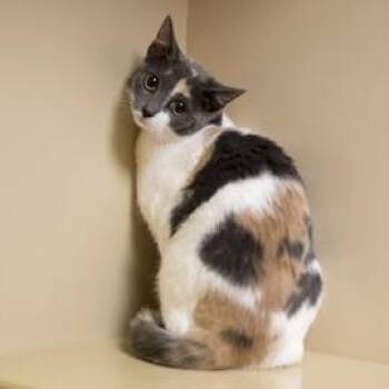 Domestic Short Hair Cats Available for Adoption in Elk Grove Village, Illinois - Callie | PetCurious