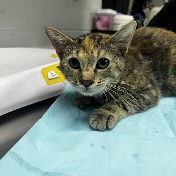 Lucy -  Domestic Short Hair Cat for Adoption in Summerville, South Carolina - Lucy | PetCurious