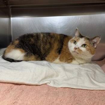 Domestic Short Hair Cats Available for Adoption in Richmond, Virginia - Otter | PetCurious