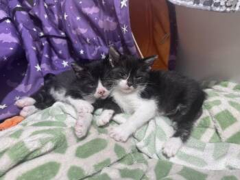 MITTS* -  Domestic Short Hair Cat for Adoption in Santa Cruz, California - MITTS* | PetCurious