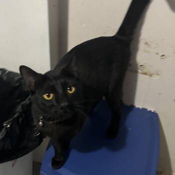 Night hawk -  Domestic Short Hair Cat for Adoption in Veneta, Oregon - Night Hawk | PetCurious
