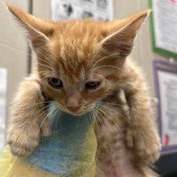 Domestic Short Hair Cats Available for Adoption in Las Vegas, Nevada - JAMES | PetCurious