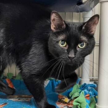 LuLu -  Domestic Short Hair Cat for Adoption in West Jefferson, Ohio - LuLu | PetCurious