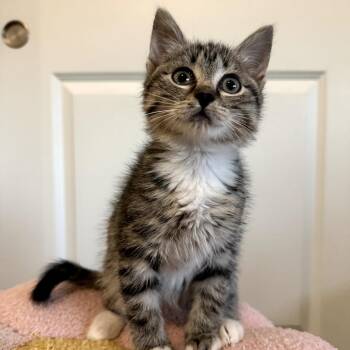 Lavender -  Domestic Short Hair Cat for Adoption in Orlando, Florida - Lavender | PetCurious