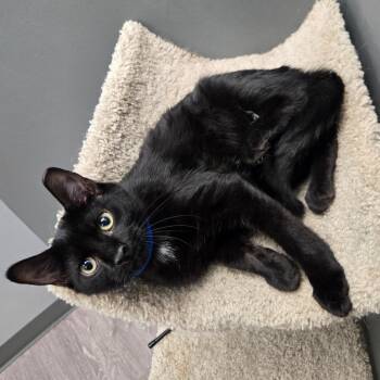 Apawllo -  Domestic Short Hair Cat for Adoption in Buffalo, New York - Apawllo | PetCurious