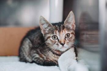 93117a Lilly Bug-PetSmart West Ashley -  Domestic Short Hair Cat for Adoption in North Charleston, South Carolina - 93117a Lilly Bug-PetSmart West Ashley | PetCurious