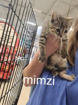 Mimzi -  Domestic Short Hair Cat for Adoption in Gerrardstown, West Virginia - Mimzi | PetCurious