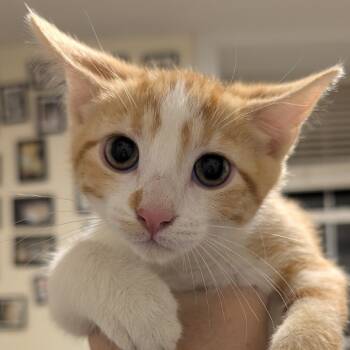 Rescue Domestic Short Hair Cats for Adoption in Troy, Illinois - Allen | PetCurious