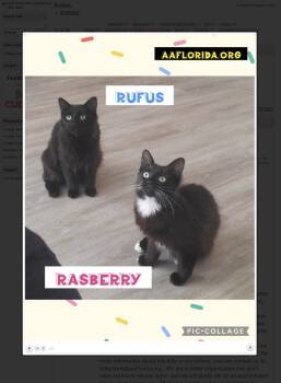 Domestic Long Hair and Tuxedo Cats Available for Adoption - Rasberry | PetCurious
