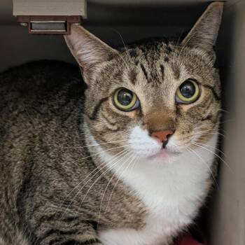 Domestic Short Hair Cats Available for Adoption in Reno, Nevada - Oreo | PetCurious