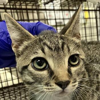 111110 -  Domestic Short Hair Cat for Adoption in Las Cruces, New Mexico - 111110 | PetCurious