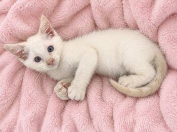 Cappuccino -  Domestic Short Hair and Siamese Cat for Adoption in Greensboro, North Carolina - Cappuccino | PetCurious