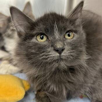 Sequoia -  Domestic Medium Hair Cat for Adoption in Matteson, Illinois - Sequoia | PetCurious