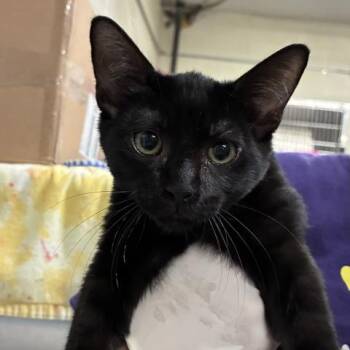 ECHO -  Domestic Short Hair Cat for Adoption in Pensacola, Florida - ECHO | PetCurious