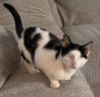 Rescue Domestic Short Hair Cats for Adoption in Augusta, Georgia - Fishfry | PetCurious