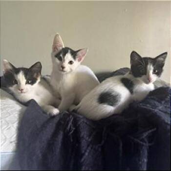 A1046581 Cookie -  Domestic Short Hair Cat for Adoption in Pleasant Hill, California - A1046581 Cookie | PetCurious