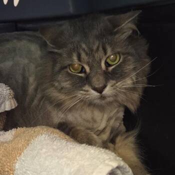 Turbo -  Domestic Long Hair Cat for Adoption in Brimfield, Massachusetts - Turbo | PetCurious