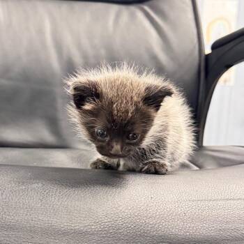 Obsidian -  Siamese Cat for Adoption in Chico, California - Obsidian | PetCurious