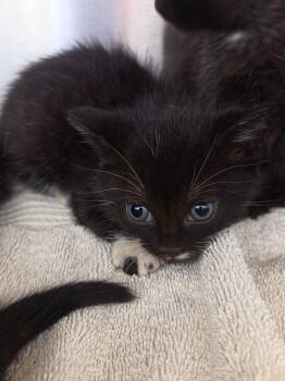 Hannah -  Domestic Short Hair Cat for Adoption in Oxford, North Carolina - Hannah | PetCurious