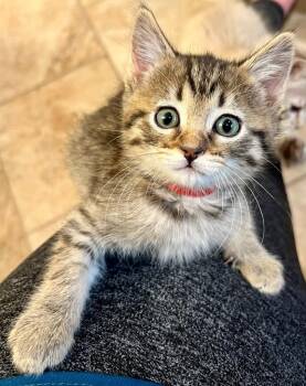 Acura -  Domestic Short Hair Cat for Adoption in Millcreek, Utah - Acura | PetCurious