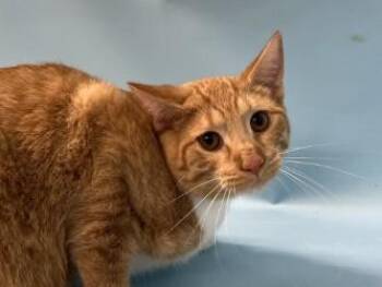 Mikey Angelo -  Domestic Short Hair Cat for Adoption in Golden Valley, Minnesota - Mikey Angelo | PetCurious