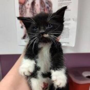 Vions (Vee-ons) -  Domestic Short Hair Cat for Adoption in Cedar Rapids, Iowa - Vions (Vee-ons) | PetCurious