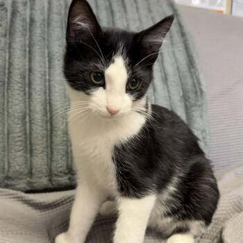 Jinx -  Domestic Short Hair Cat for Adoption in Buffalo, Minnesota - Jinx | PetCurious