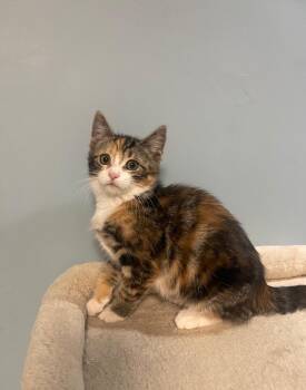 Petal -  Domestic Short Hair Cat for Adoption in Clayton, New Jersey - Petal | PetCurious