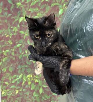 Rescue Domestic Short Hair Cats for Adoption in San Antonio, Texas - Priya | PetCurious