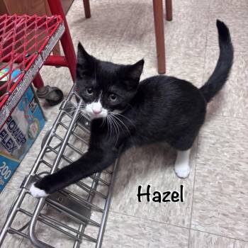 Hazel -  Domestic Short Hair Cat for Adoption in Hazlet, New Jersey - Hazel | PetCurious