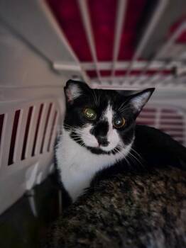 Domestic Short Hair Cats Available for Adoption in Fort Collins, Colorado - Botany | PetCurious