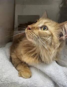 Blondie -  Domestic Medium Hair Cat for Adoption in Nashville, Tennessee - Blondie | PetCurious