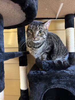 Rescue Domestic Short Hair Cats for Adoption in Clarksville, Tennessee - Artie | PetCurious