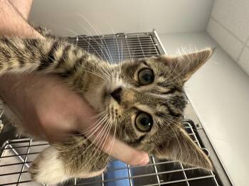Rescue Domestic Short Hair Cats for Adoption in Auburn, Washington - Nancy | PetCurious