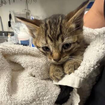 Domestic Short Hair Cats Available for Adoption in Ontario, California - FUDGE | PetCurious