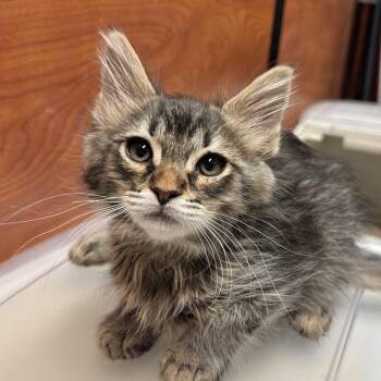 Domestic Medium Hair Cats Available for Adoption in Sonora, California - Todoroki | PetCurious