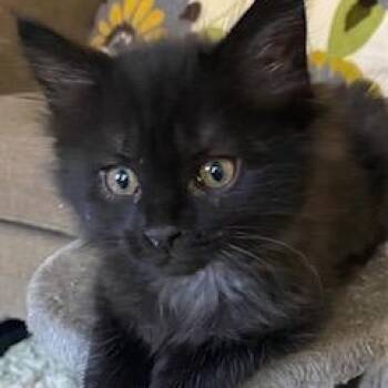 Sam Cook Langemeier -  Domestic Medium Hair Cat for Adoption in Morrison, Colorado - Sam Cook Langemeier | PetCurious