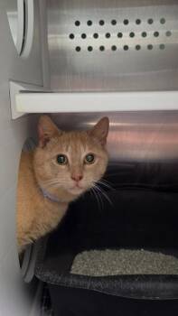 Spud -  Domestic Short Hair Cat for Adoption in Athens, Tennessee - Spud | PetCurious