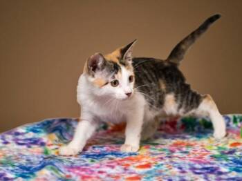 CLEM -  Domestic Medium Hair Cat for Adoption in Santa Fe, New Mexico - CLEM | PetCurious