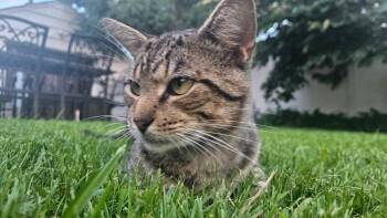 Whisgers -  Domestic Short Hair Cat for Adoption in Syosset, New York - Whisgers | PetCurious