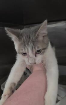 Ozzie (Diamond K2) -  Domestic Short Hair Cat for Adoption in Pahrump, Nevada - Ozzie (Diamond K2) | PetCurious