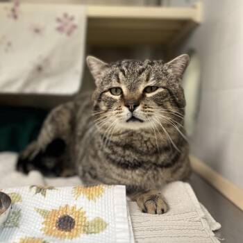 Domestic Short Hair Cats Available for Adoption - Poncho | PetCurious