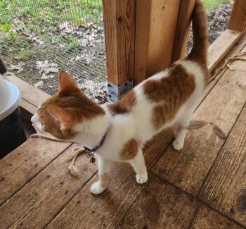 Domestic Short Hair Cats Available for Adoption in Crossville, Tennessee - Champ | PetCurious