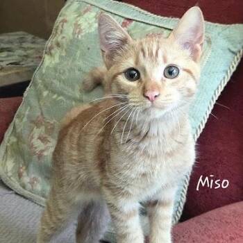 Miso -  American Shorthair Cat for Adoption in Bethel, Connecticut - Miso | PetCurious