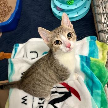 Sky -  Domestic Short Hair Cat for Adoption in Westhampton, New York - Sky | PetCurious