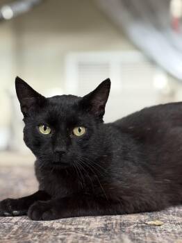 Rescue Domestic Short Hair Cats for Adoption in Warrington, Pennsylvania - Tony | PetCurious