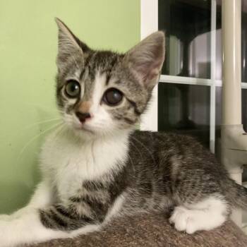 Popsicle (fka kitten 8) -  Domestic Short Hair Cat for Adoption in Fairfax Station, Virginia - Popsicle (fka Kitten 8) | PetCurious